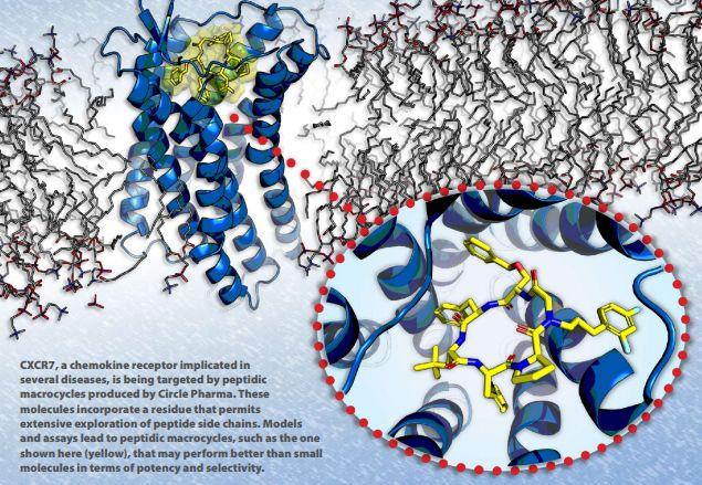 CXCR7受體，Circle公司大環(huán)肽化合物開發(fā)平臺(tái)的靶點(diǎn)之一
